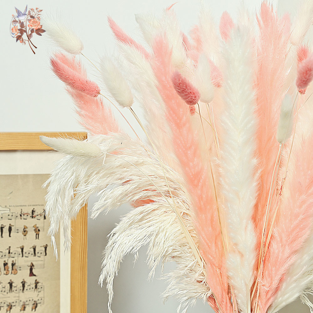 Bouquet d'herbe queue de lapin - Dried Pampas Bundle avis et prix