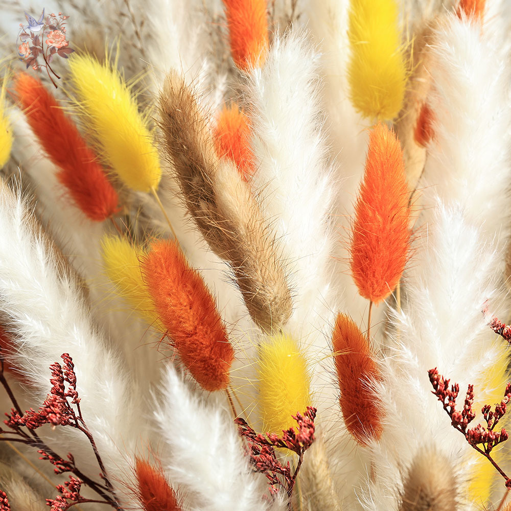 Ensemble d'herbe de Pampa d'au - Dried Pampas Bundle avis et prix