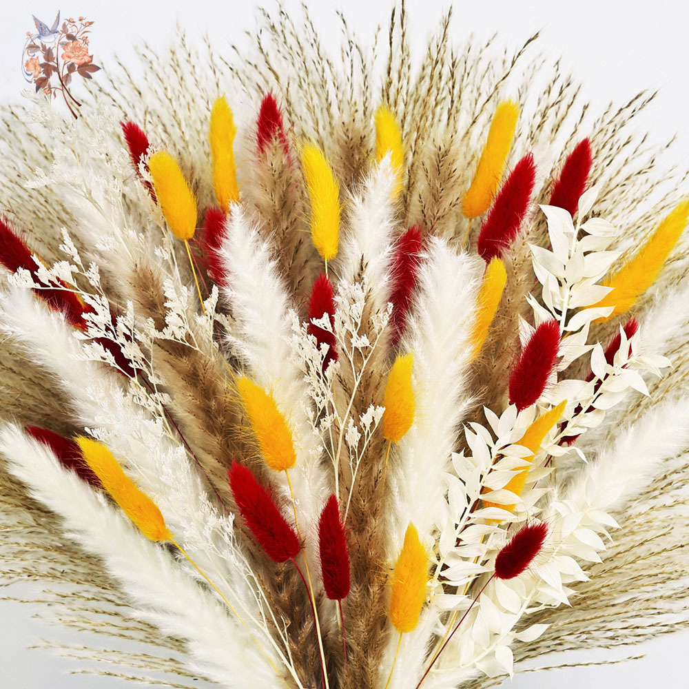 70 tiges d'herbe de Pampa moel - Dried Pampas Bundle avis et prix